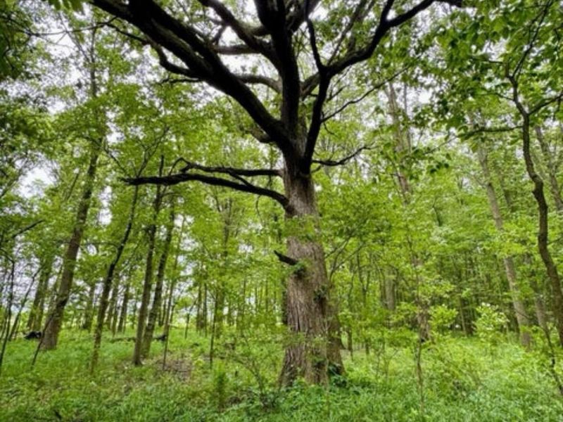 1 Dry Lane Road S, La Rue, OH 43332 Photo 7