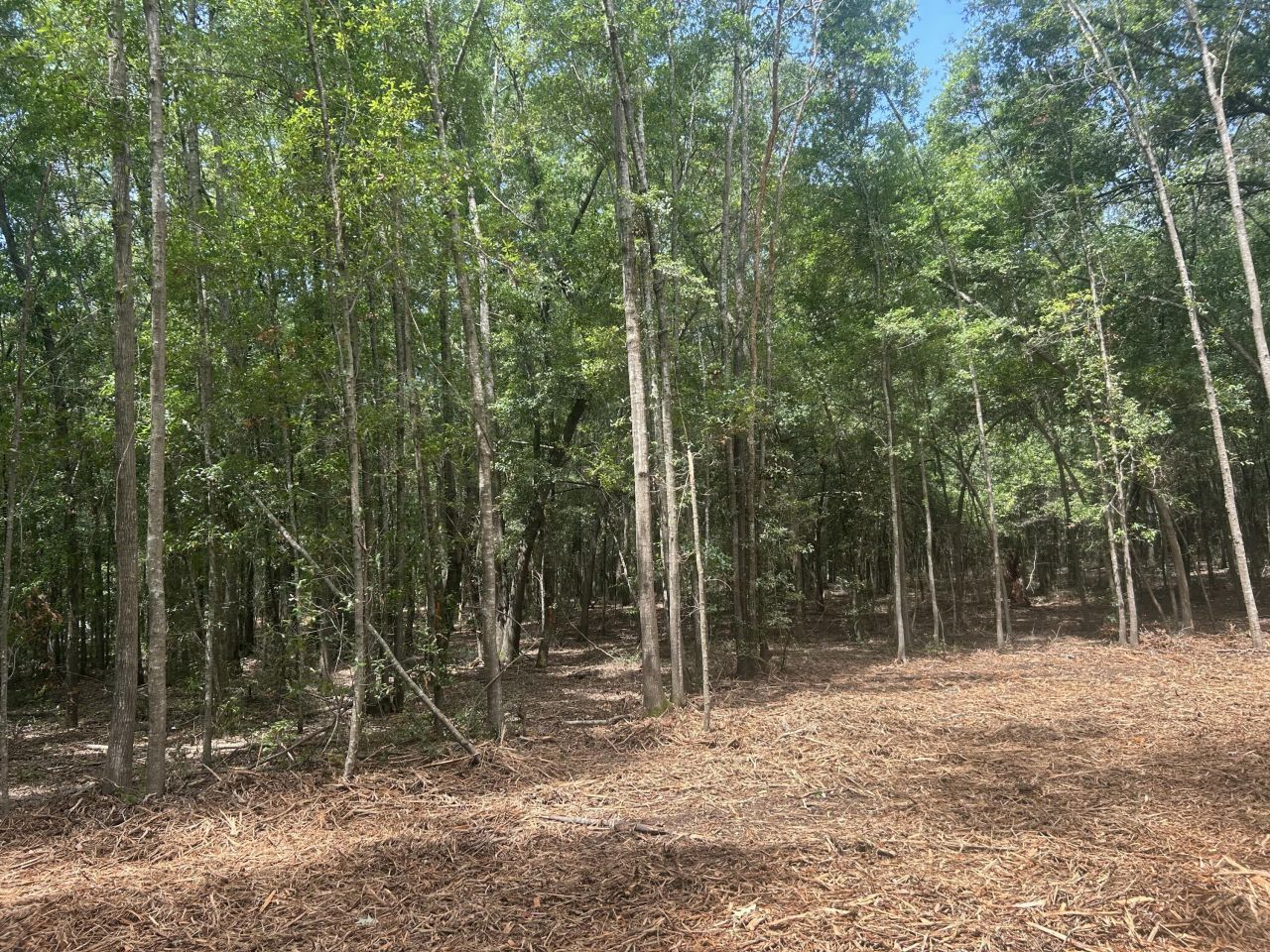 8 Francis Marion Blvd Photo 11