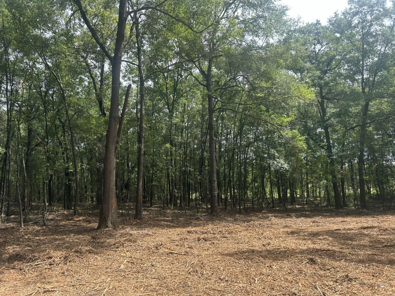 8 Francis Marion Blvd Photo 12