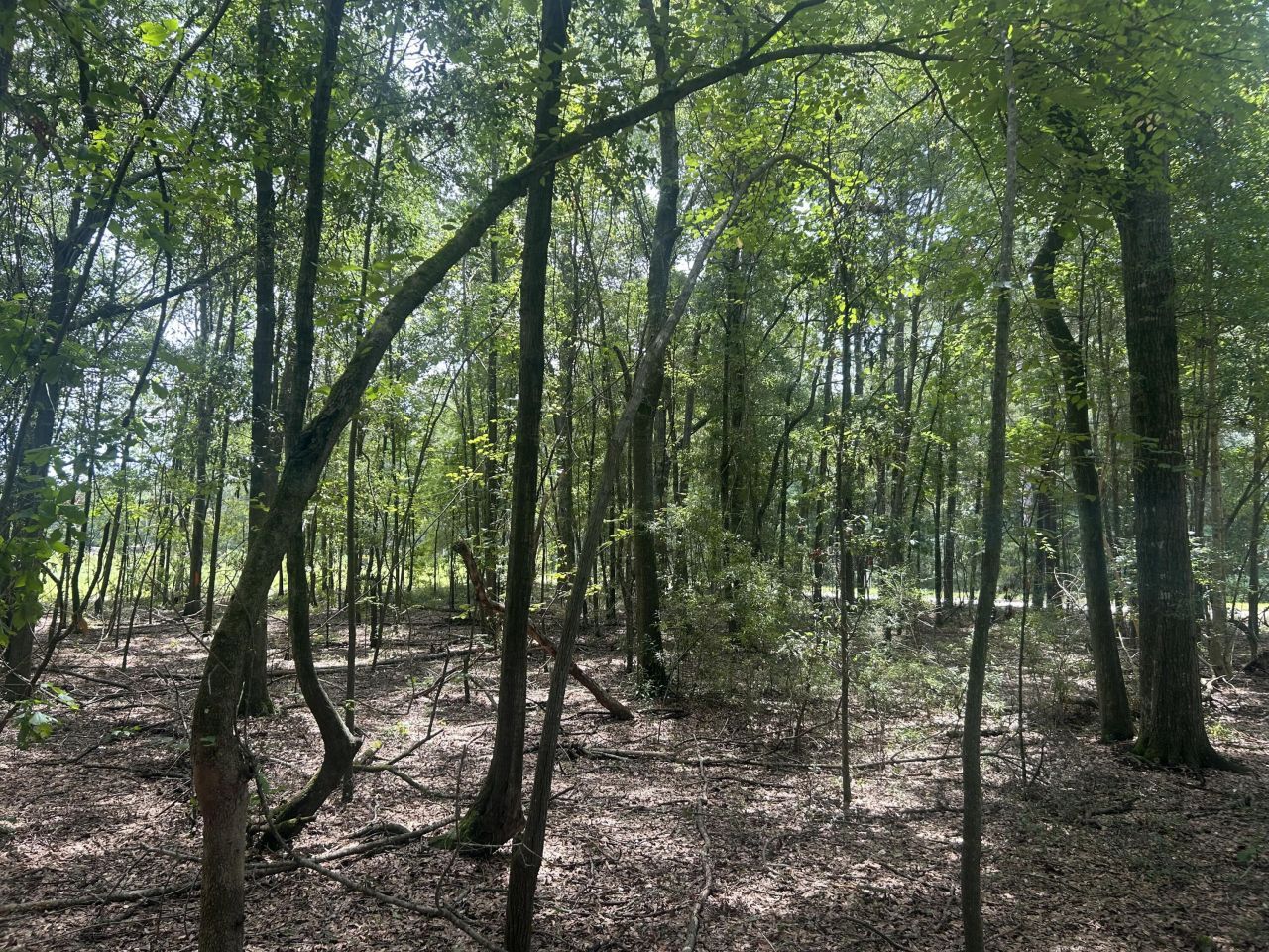 8 Francis Marion Blvd Photo 13