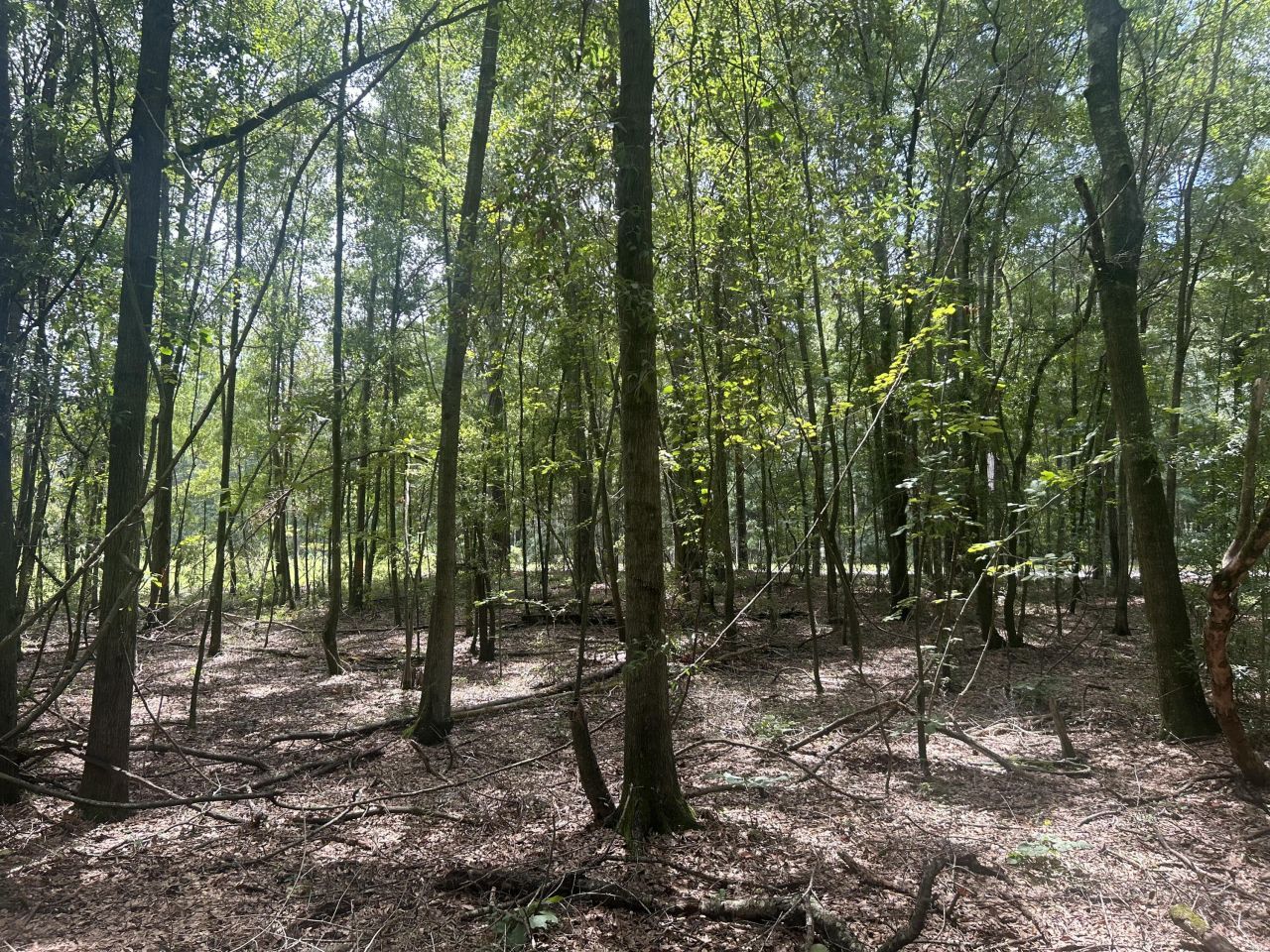 8 Francis Marion Blvd Photo 15