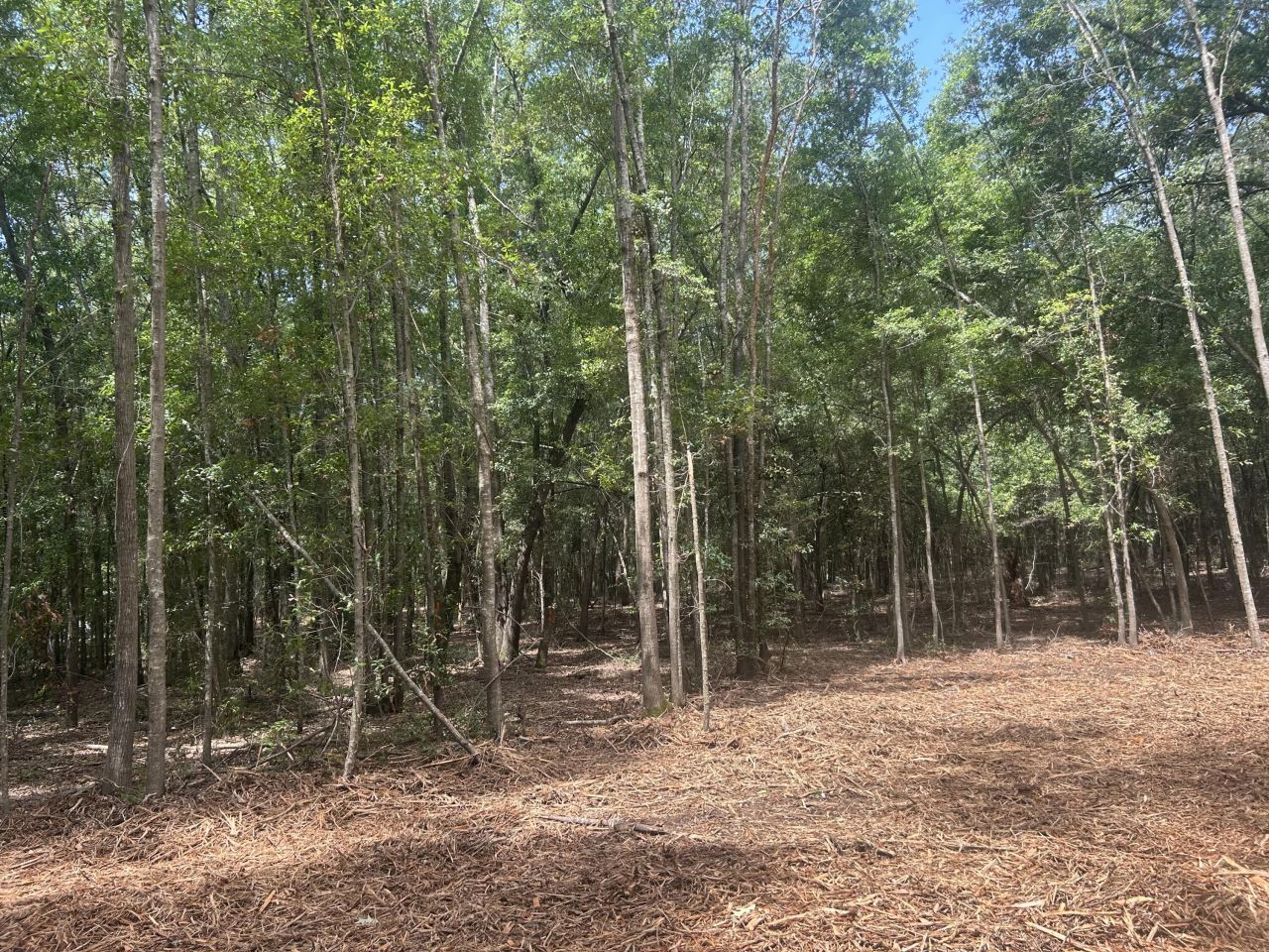 8 Francis Marion Blvd Photo 4