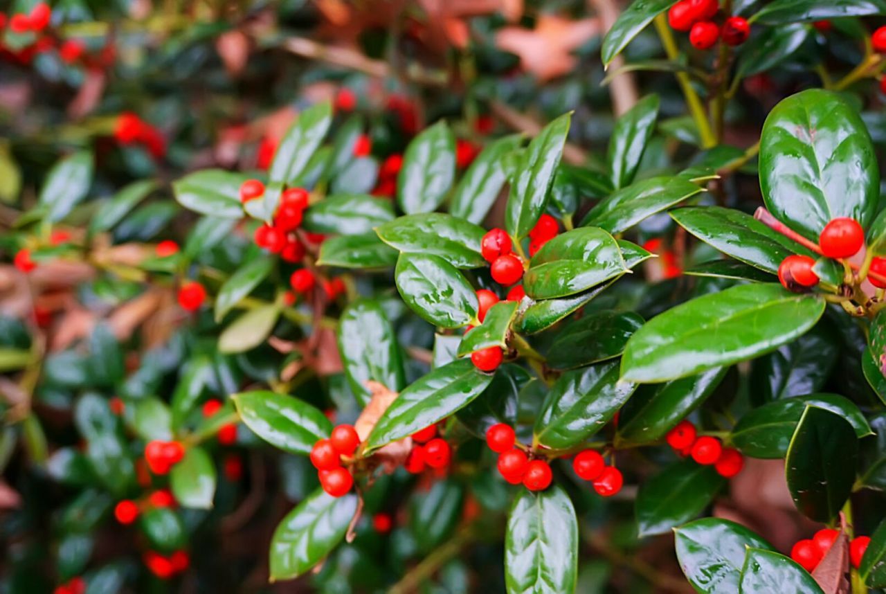 235 Knightsbridge Drive Photo 58