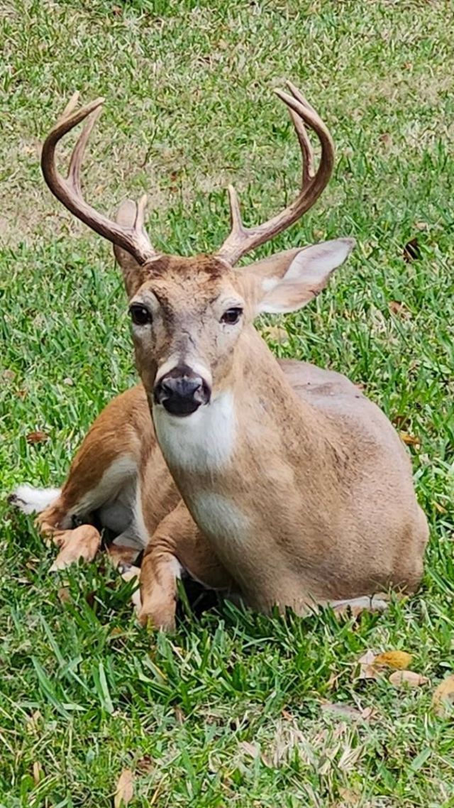 3171 Dick Wilson Drive, Sarasota, FL 34240 Photo