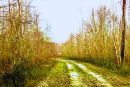 1041 Edisto River Road Road photo 4