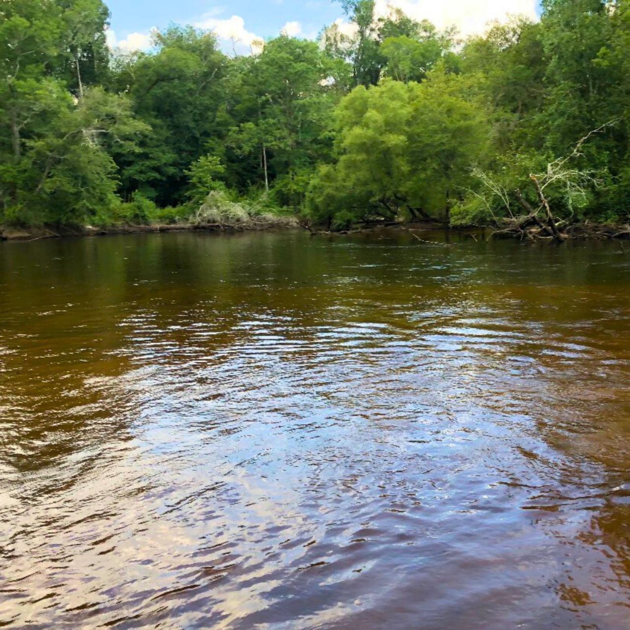 1041 Edisto River Road Road Photo 6