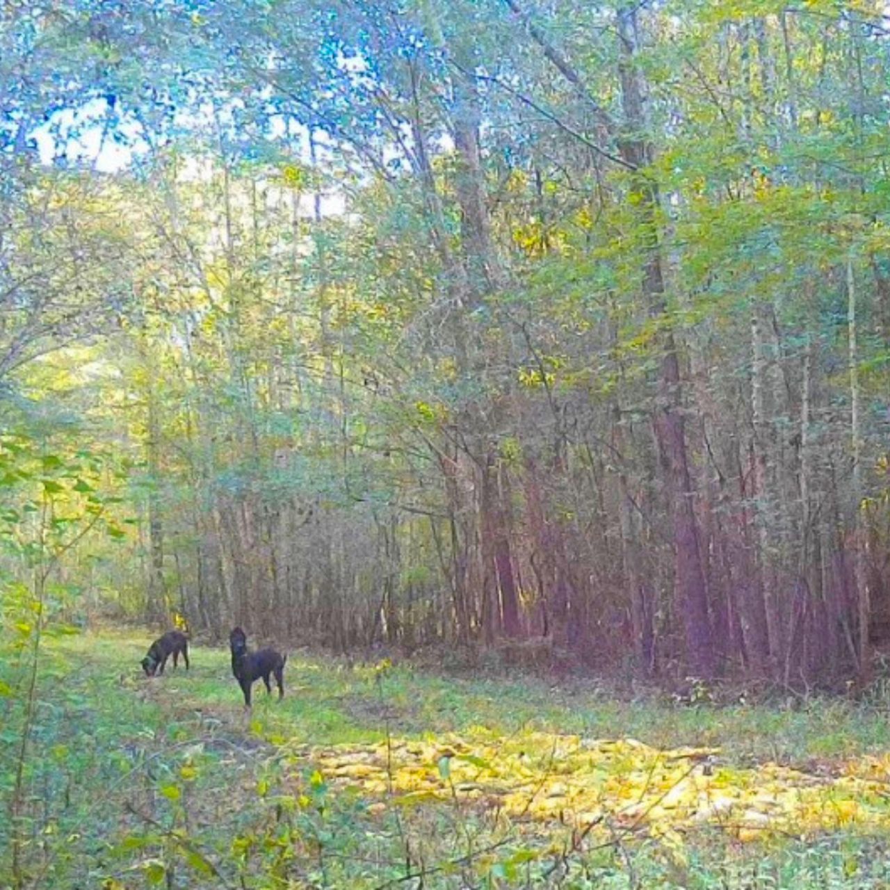 1041 Edisto River Road Road Photo 7