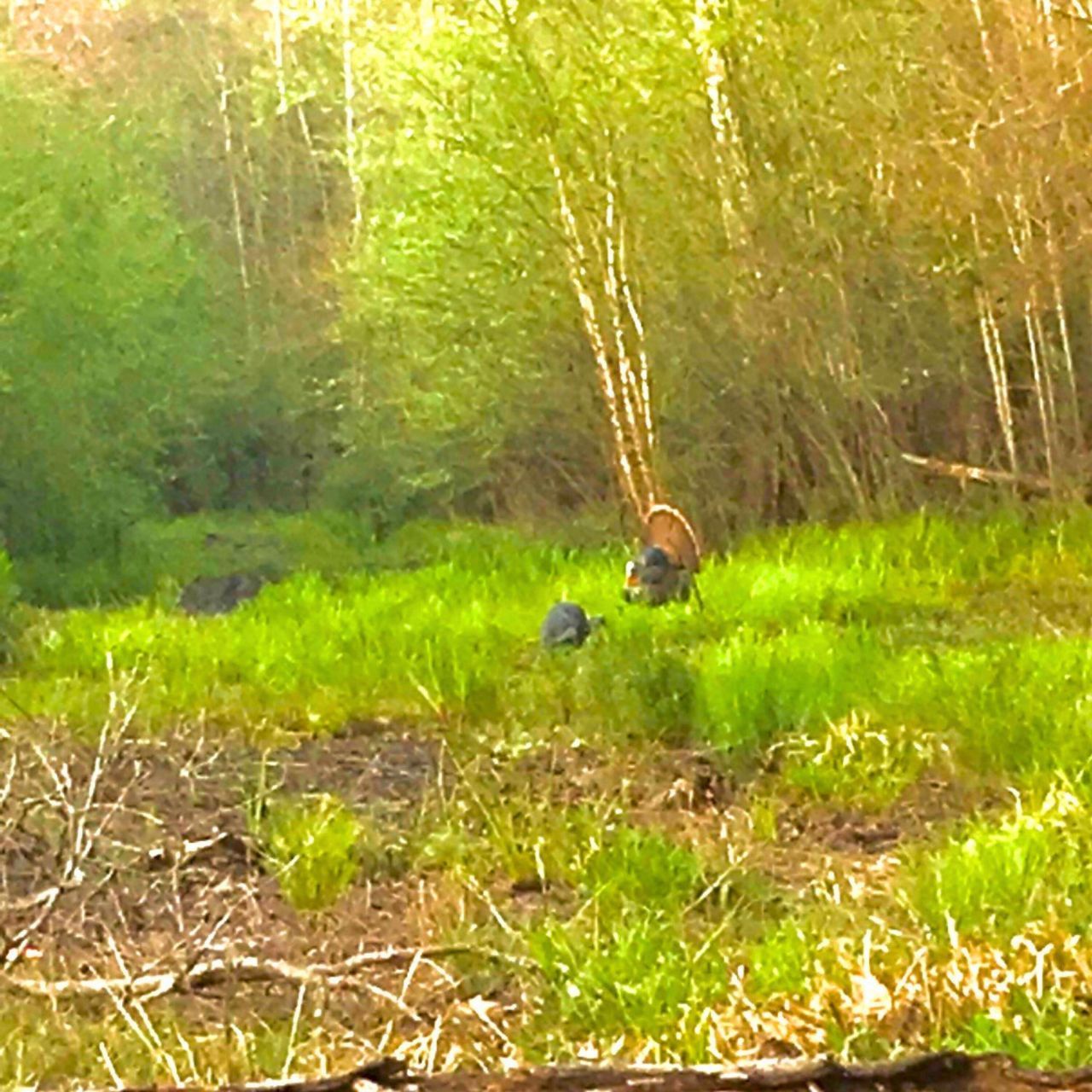 1041 Edisto River Road Road Photo 8