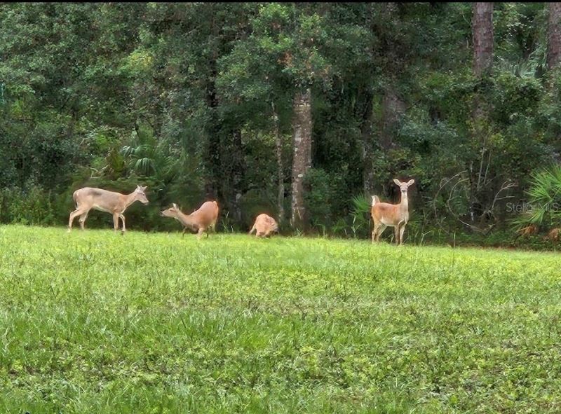 9802 Royal Palm Avenue, New Port Richey, FL 34654 Photo