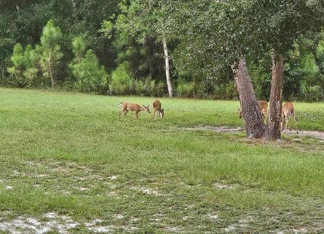 9802 Royal Palm Avenue, New Port Richey, FL 34654 Photo