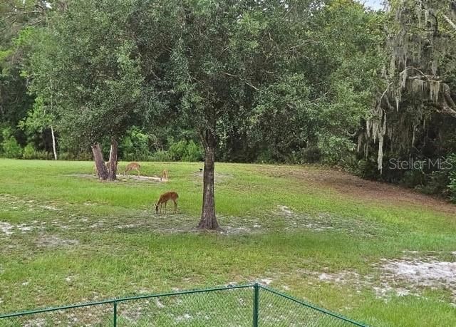 9802 Royal Palm Avenue, New Port Richey, FL 34654 Photo