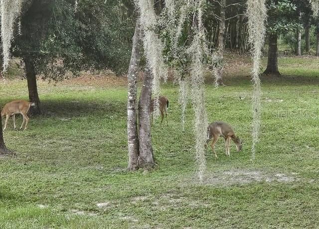 9802 Royal Palm Avenue, New Port Richey, FL 34654 Photo