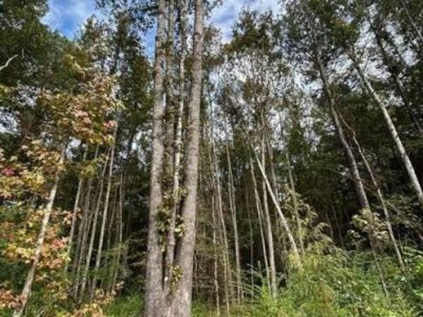 8049 Smith Co Rd 504, Raleigh, MS 39153