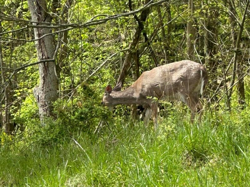 5060 Wheeling Road NE, Lancaster, OH 43130 Photo 3