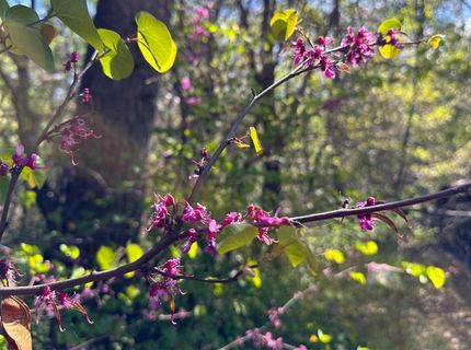 21138 Big Oak Ln, Lakehead, CA 96051 Photo