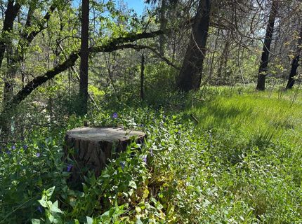 21138 Big Oak Ln, Lakehead, CA 96051 Photo