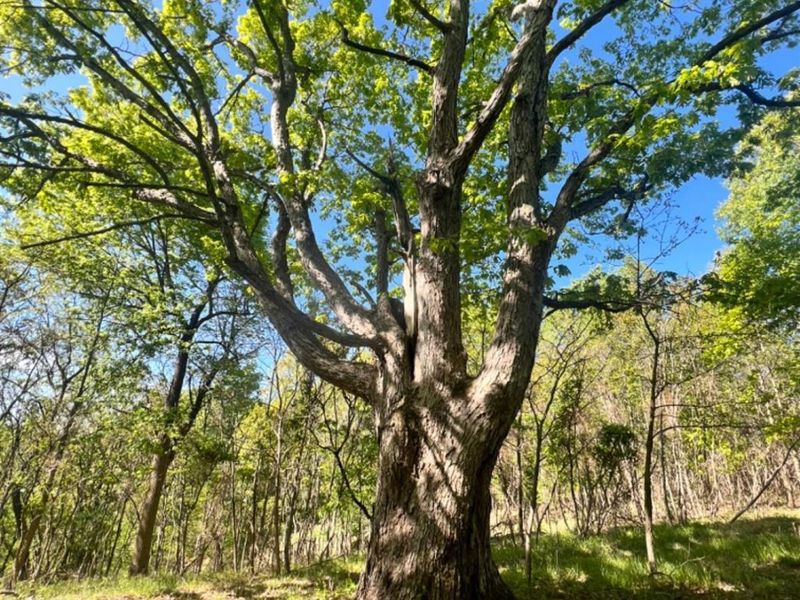0 Glenwood Avenue, New Boston, OH 45662 Photo 25