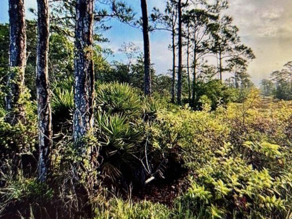 0 Gulf Crest Drive, Gulf Shores, AL 36542