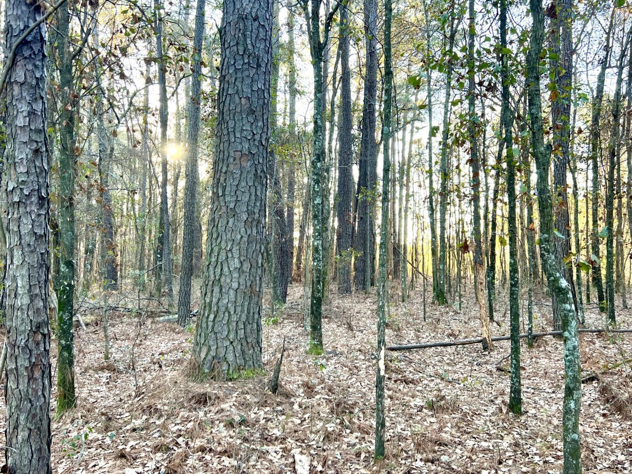 1 Dantzler Road Photo 8