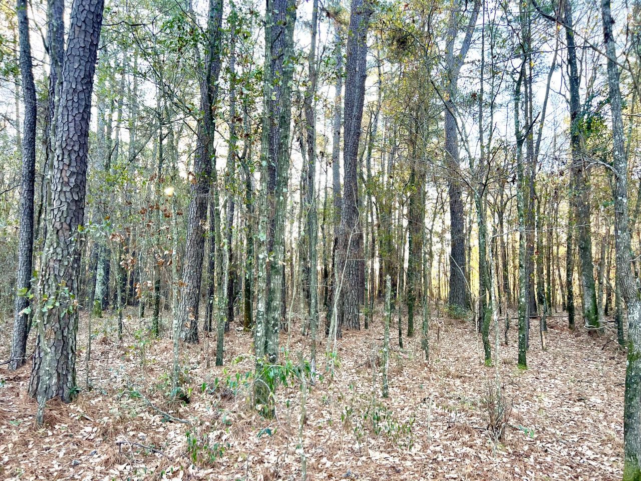 1 Dantzler Road Photo 9