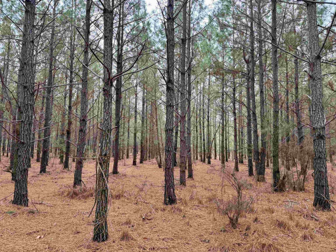 25.93acres-4567 Dunham Rd Photo 14