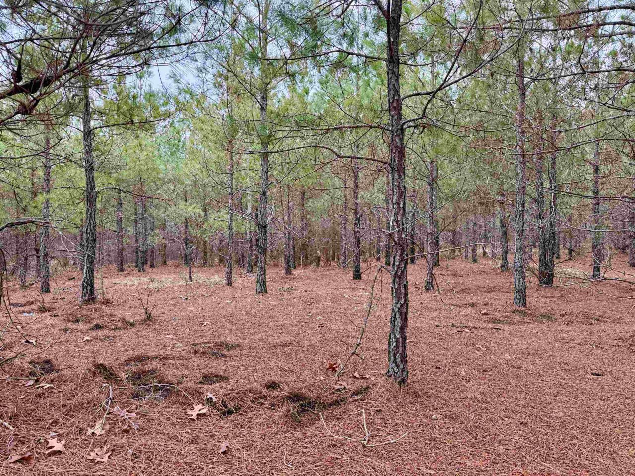 25.93acres-4567 Dunham Rd Photo 15