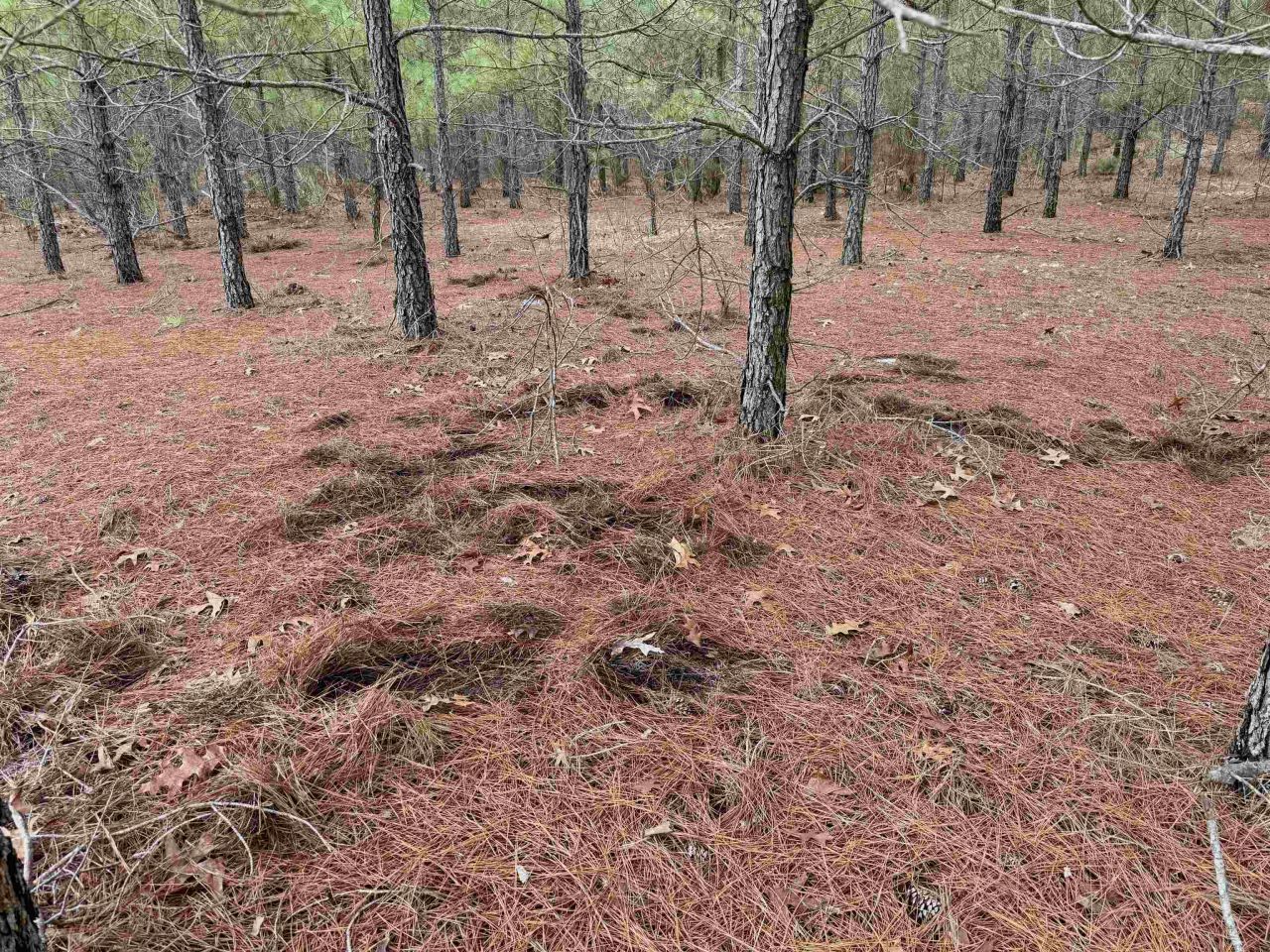 25.93acres-4567 Dunham Rd Photo 16