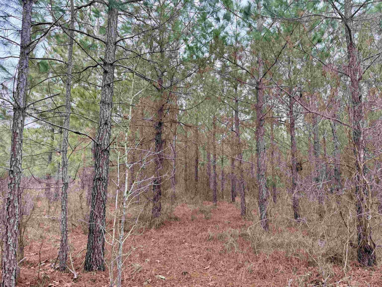 25.93acres-4567 Dunham Rd Photo 18