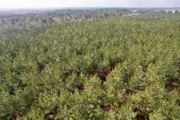 25.93acres-4567 Dunham Rd photo 4