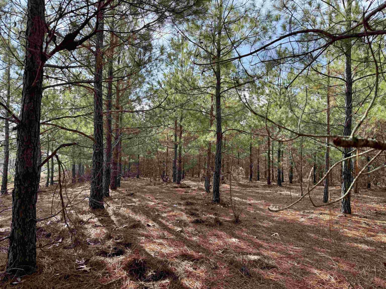 25.93acres-4567 Dunham Rd Photo 5