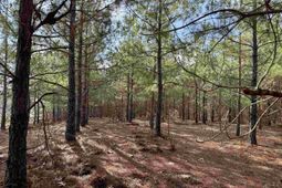 25.93acres-4567 Dunham Rd photo 4