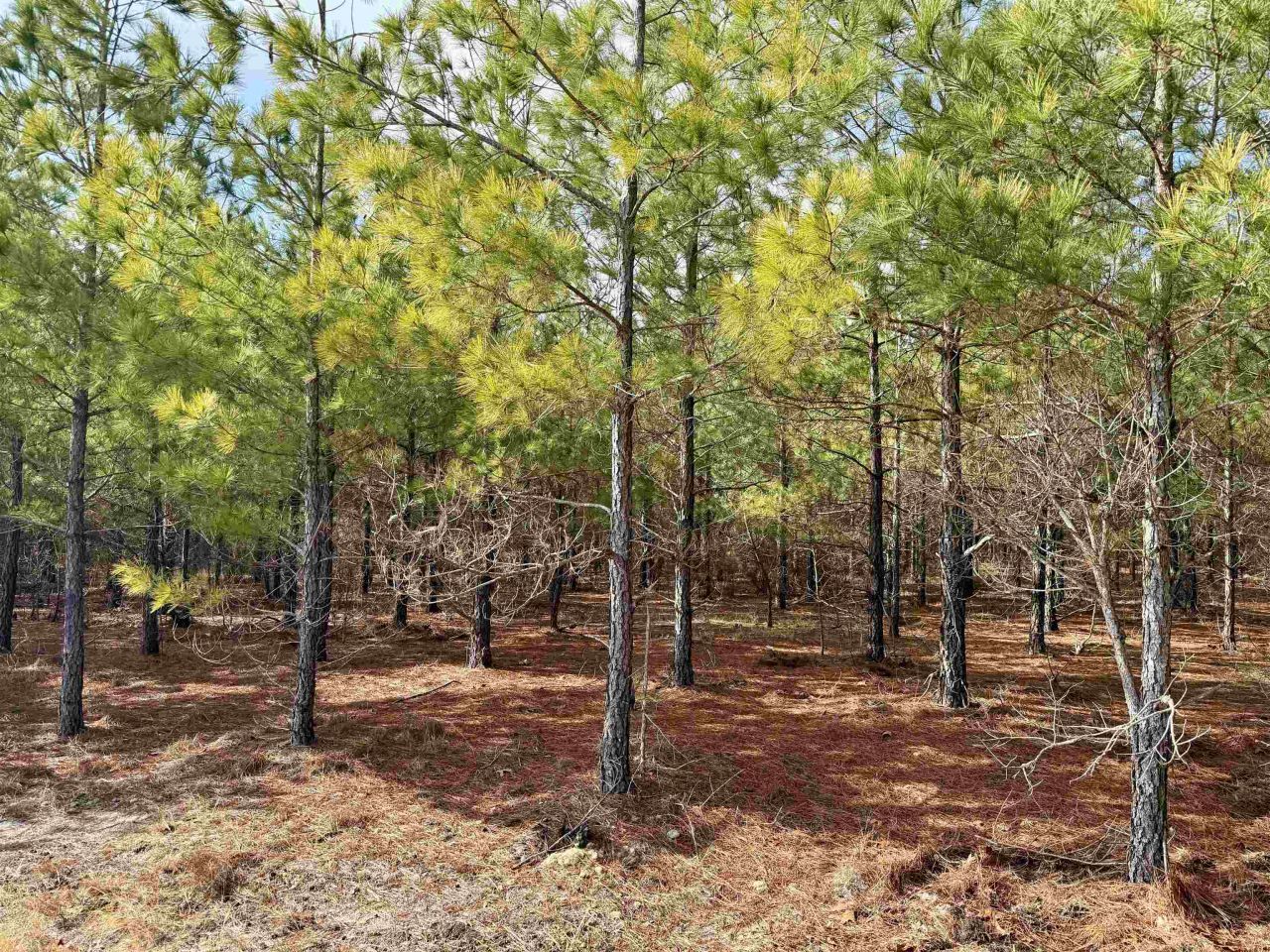 25.93acres-4567 Dunham Rd Photo 6