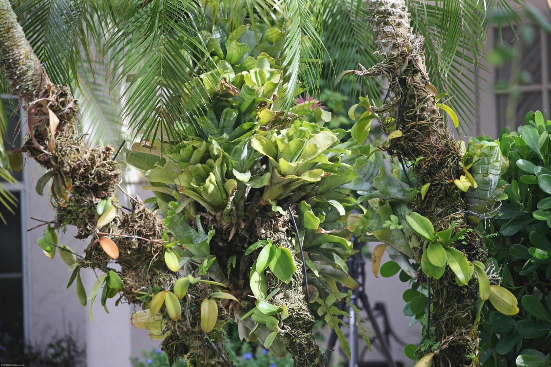 14239 Calypso Lane, Wellington, FL 33414 Photo