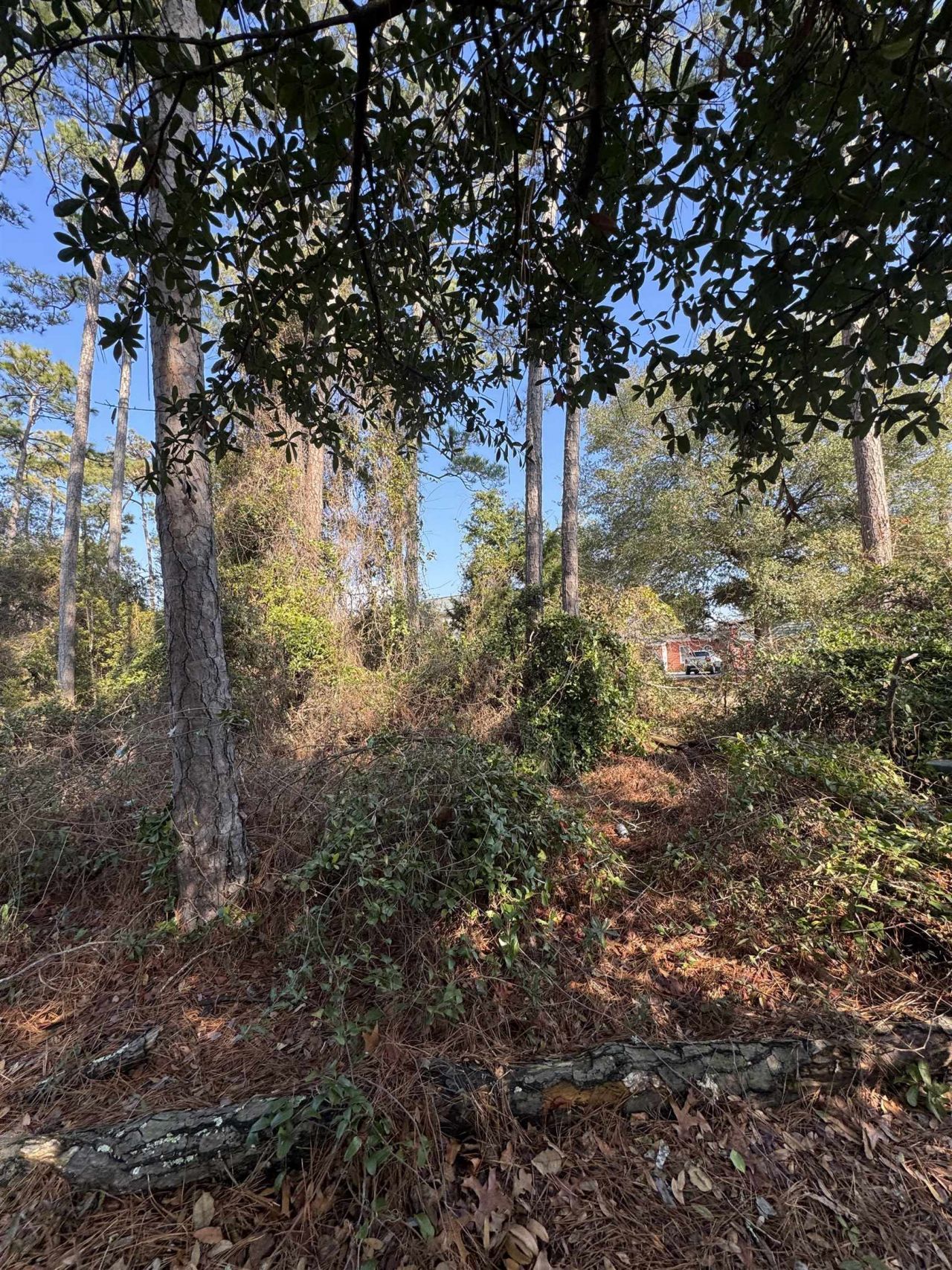 958 Tiffany Ln.  Photo 6