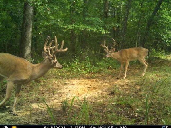 0 Sulphur Creek Road , Big Sandy, TN 38221