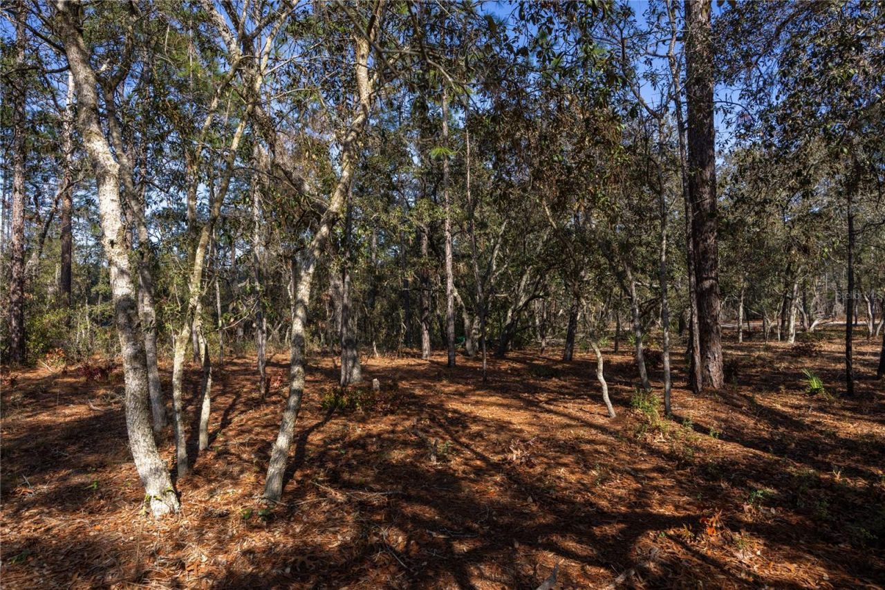 5793 SW 121st Terrace, Ocala, FL 34481 Photo