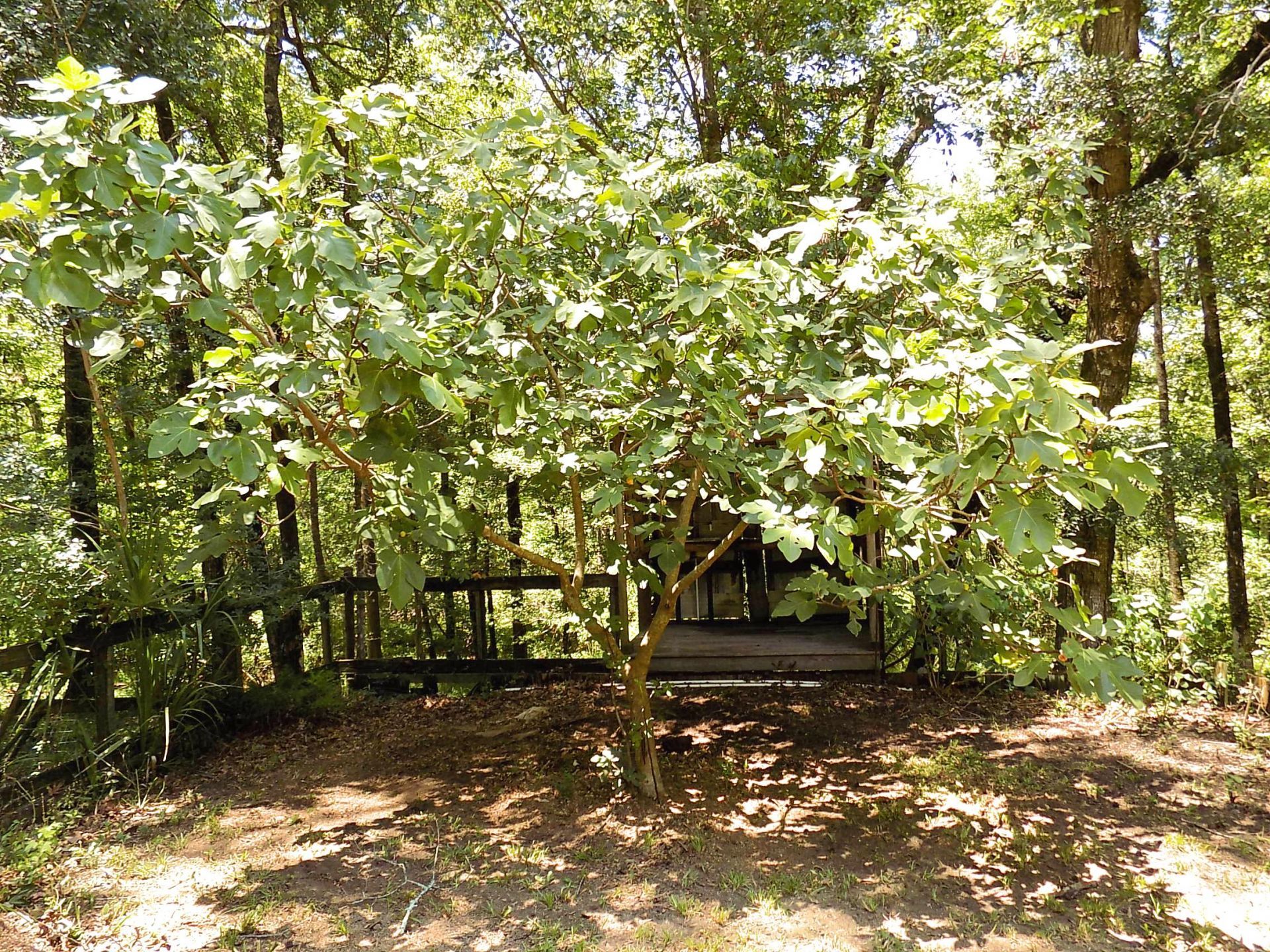 6370 Shilelagh Oaks Parkway Photo 66