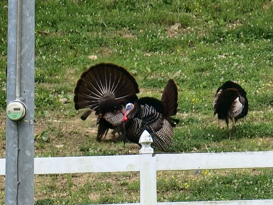 Property Image 86