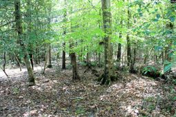 Tbd Crooked Creek Road  photo 4