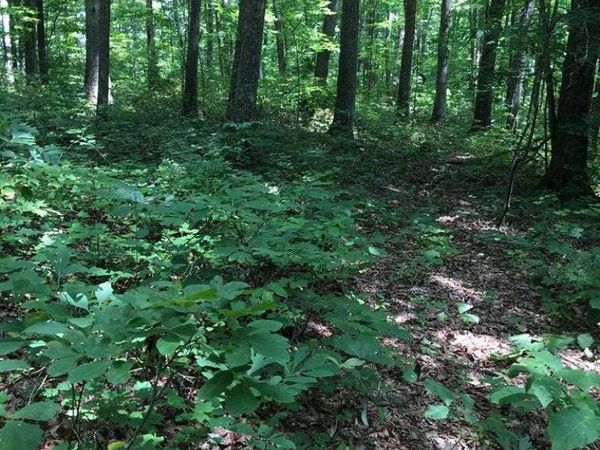 na Parkstown Rd, Wilder, TN 38589