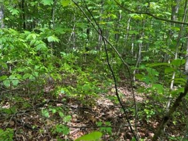 Lot 77 Parkstown Road, Wilder, TN 38589