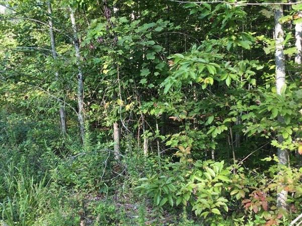 Lot 76 Parkstown Road, Wilder, TN 38589