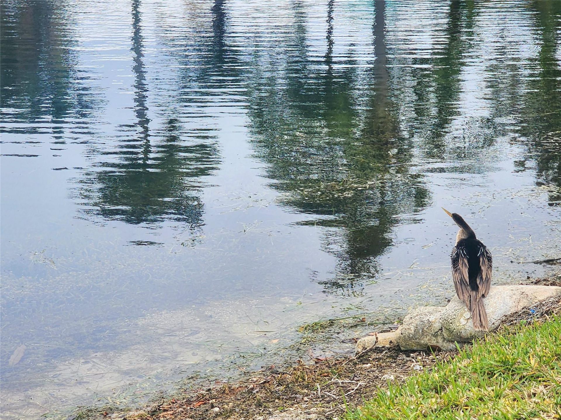 2223 Park Lane, Unit 105, Hollywood, FL 33021 Photo