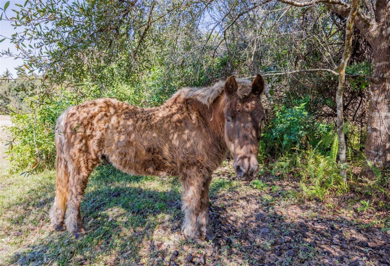 20112 Hobbs Road, Wimauma, FL 33598 Photo