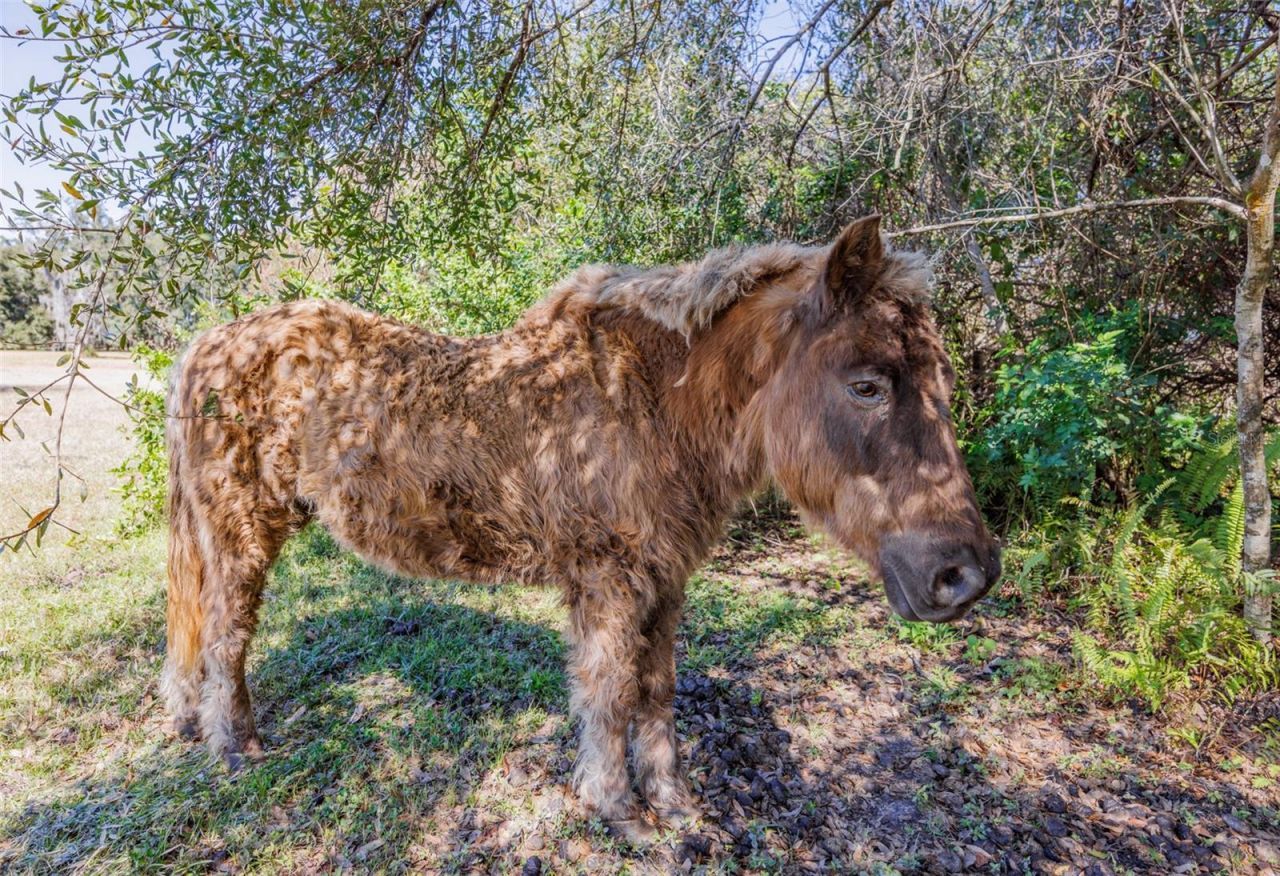 20112 Hobbs Road, Wimauma, FL 33598 Photo