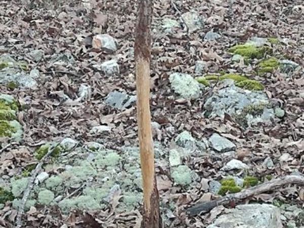 000 Moonshine Pass, Salem, MO 65560