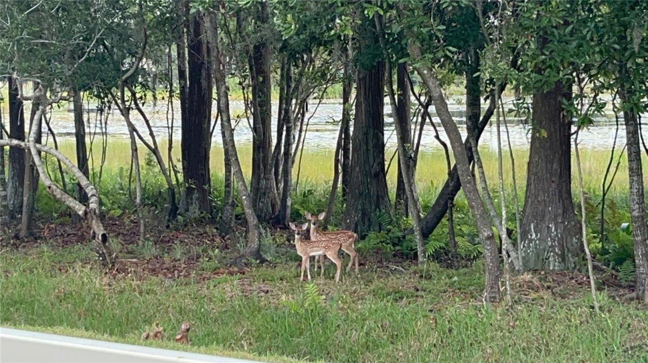 21511 Wilderness Lake Boulevard, Land O Lakes, FL 34637 Photo