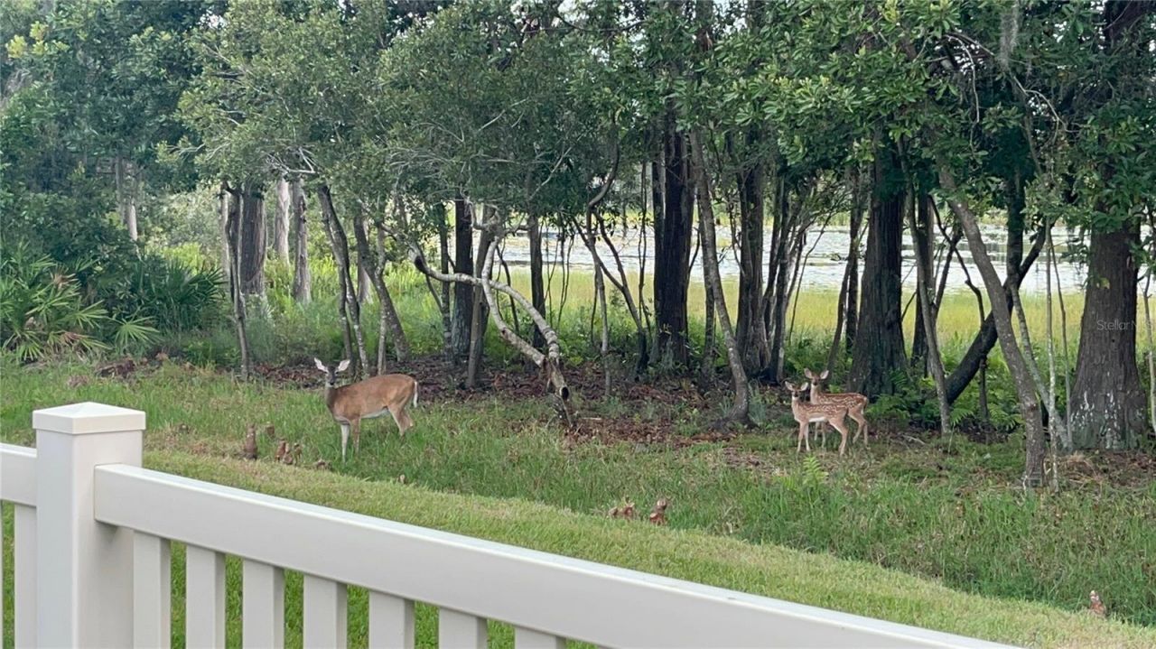 21511 Wilderness Lake Boulevard, Land O Lakes, FL 34637 Photo