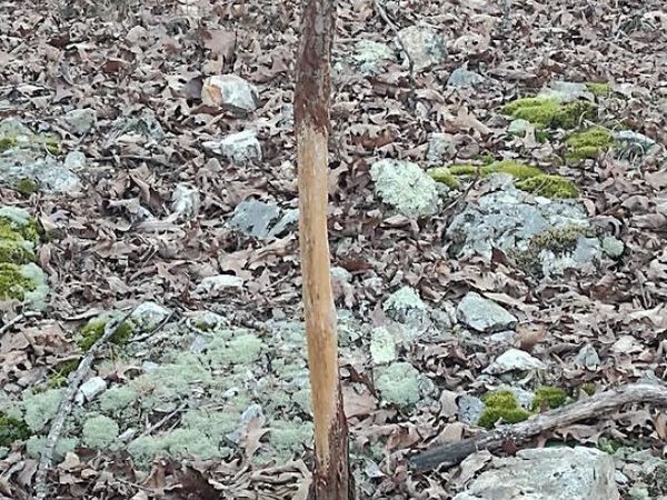 000 Moonshine Pass, Salem, MO 65560