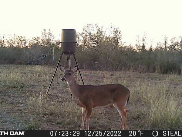 464 CR354, Charlotte, TX 78011